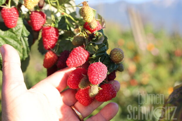 Rubus i. -AllYouNeed Twotimer- T17, Dornlose mehrmalstr. Himbeere