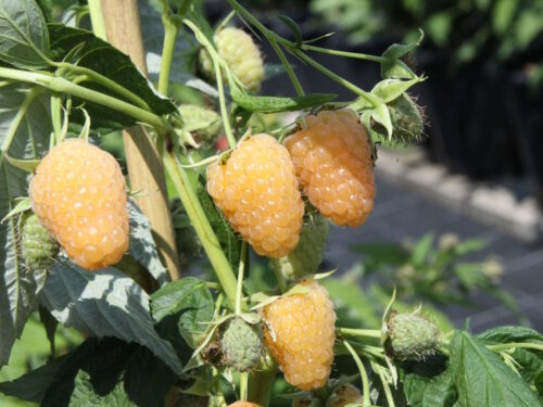 Rubus -Autumn Amber- T17 - dornenlose orange Herbsthimbeere