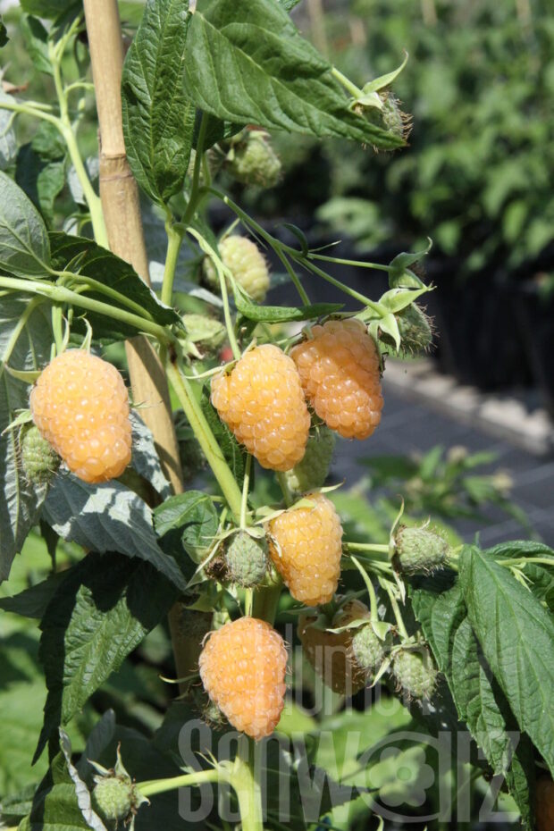 Rubus -Autumn Amber- T17 - dornenlose orange Herbsthimbeere