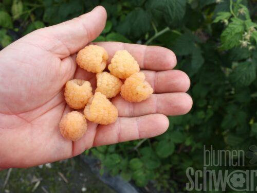 Rubus Autumn Sun, gelbe Himbeere