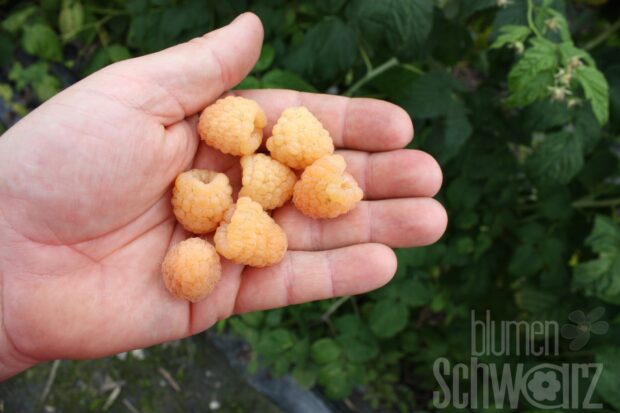 Rubus Autumn Sun, gelbe Himbeere