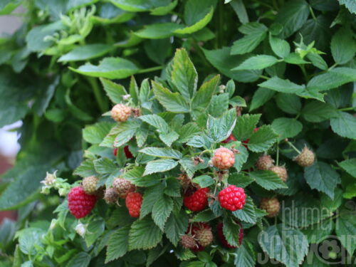 Rubus Baby Dwarf, Zwerghimbeere