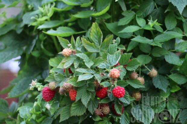 Rubus Baby Dwarf, Zwerghimbeere
