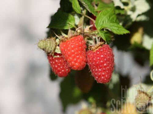 Rubus Tulameen, mittelfrühe Riesenhimbeere