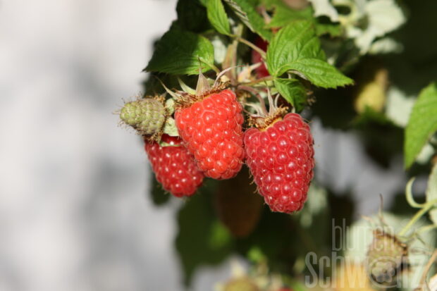 Rubus Tulameen, mittelfrühe Riesenhimbeere