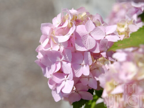 Hydrangea ser. -Preziosa- T17, Rosa Zwerg-Hortensie