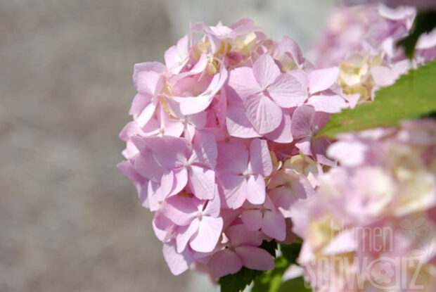 Hydrangea ser. -Preziosa- T17, Rosa Zwerg-Hortensie