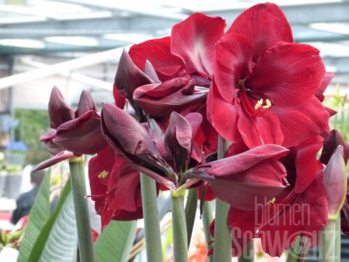 Hippeastrum Double King, rote Amaryllis
