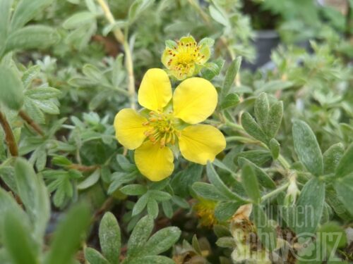 Potentilla frut. Goldstar T17 - Gelber Fingerstrauch