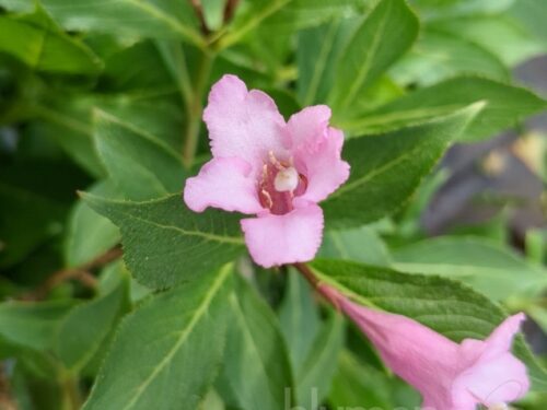 Weigela fl. Pink Poppet T17 - Rosa Weigelie