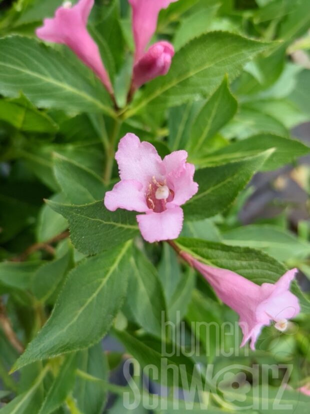 Weigela fl. Pink Poppet T17 - Rosa Weigelie