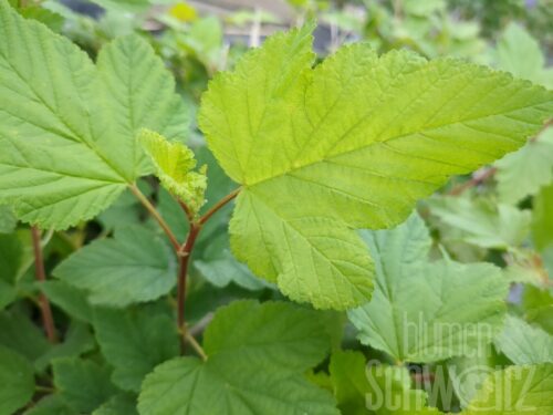 Physocarpus op. Darts Gold T17 - Gelbe Fasanenspiere