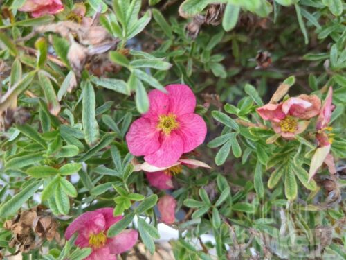 Potentilla fr. Belissima T17 - Rosa Fingerstrauch