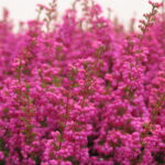 Erica gracilis