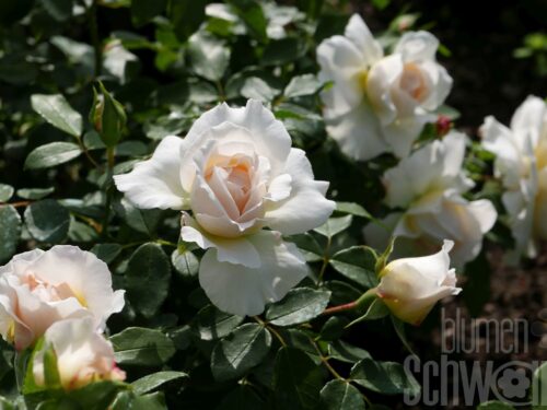 Rosa KOSMOS/Brindisi