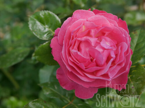 Rosa Kölner Flora (Flora Colonia)