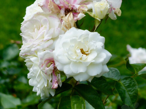 Rosa Alabaster, 90cm Stamm