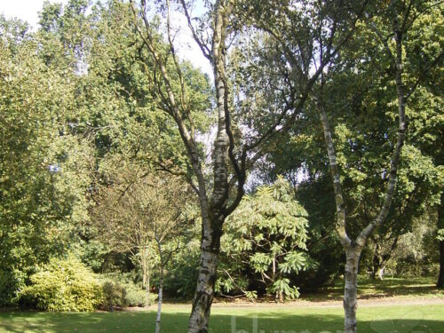 Betula pendula Fastigiata, T17, Säulen-birke
