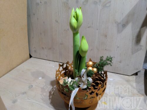 Werkstück Amaryllis im Sterntopf