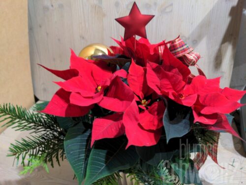 Werkstück Weihnachtsstern dekoriert