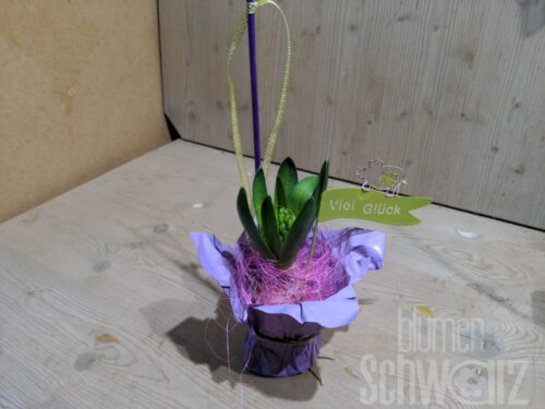 Werkstück Hyazinthe dekoriert