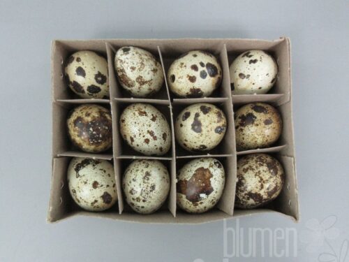 Wachtelei 12er Box D2,5x3,5cm