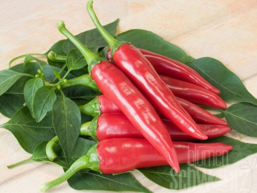 Capsicum De Cayenne- Rote Chilli