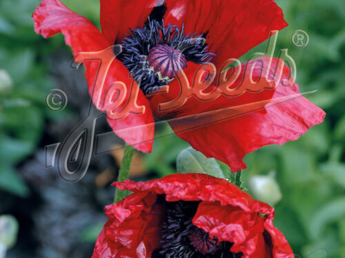 Papaver or. Beauty of Livermere - Roter Riesenmohn
