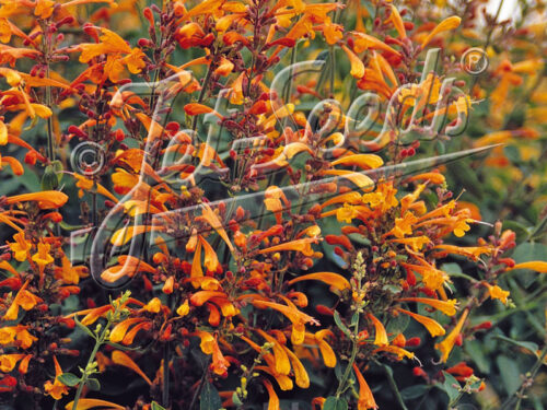 Agastache aurantiaca Apricot Sprite - Orange Duftnessel