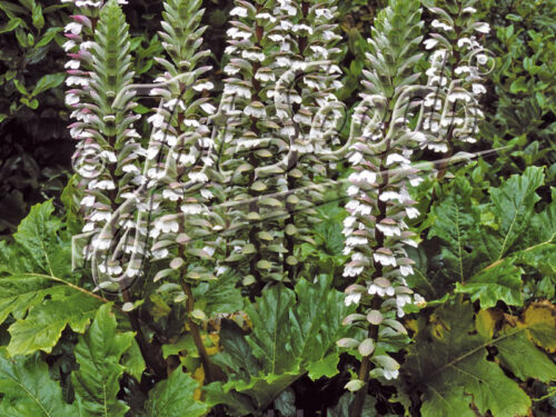 Acanthus mollis - Echter Bärenklau