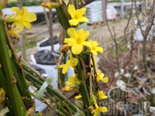 Jasminum nudiflorum - Gelber Kletter-Jasmin
