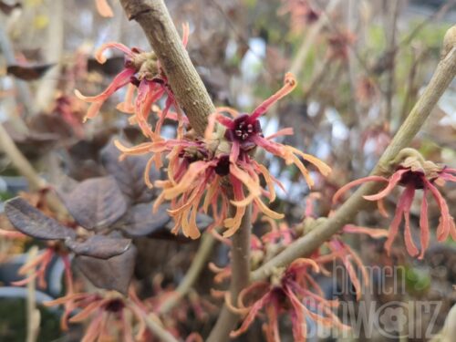 Chamaecyparis law. Columnaris Glauca T17 - Blaue Säulen-Scheinzypresse