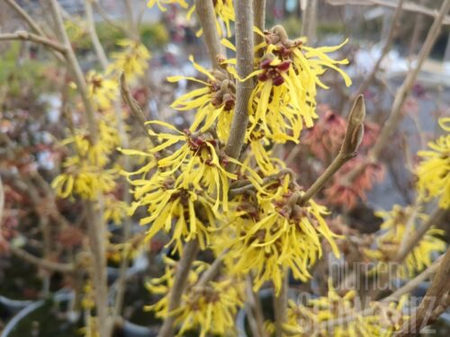 Hamamellis -Westerstede-, T17, Gelbe Zaubernuss