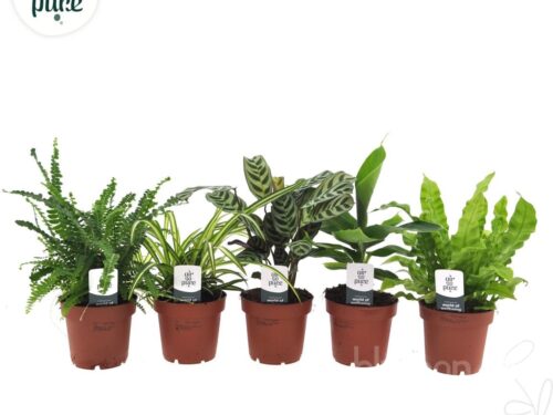 Zimmerpflanzen gemischt sonstig Air So Pure