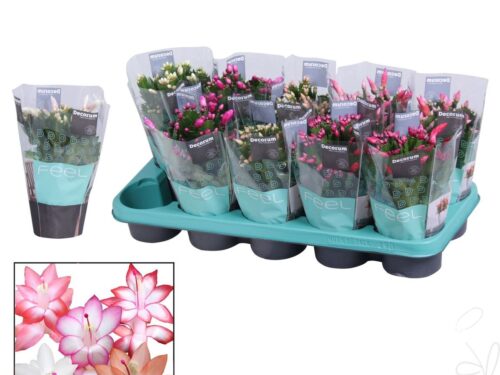 Schlumbergera gemischt 3 färben