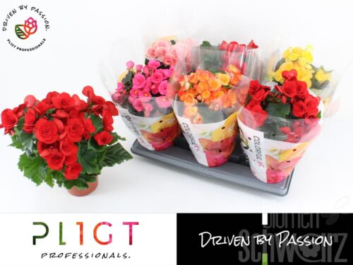 Begonia Doppel gemischt