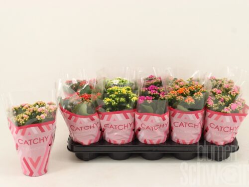 Kalanchoe gefüllt blossfeldiana gemischt 5 Farben