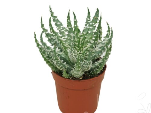 Aloe humilis