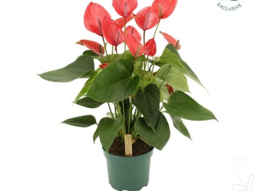 Anthurium (Andreanum Grp) Melodia Ibis