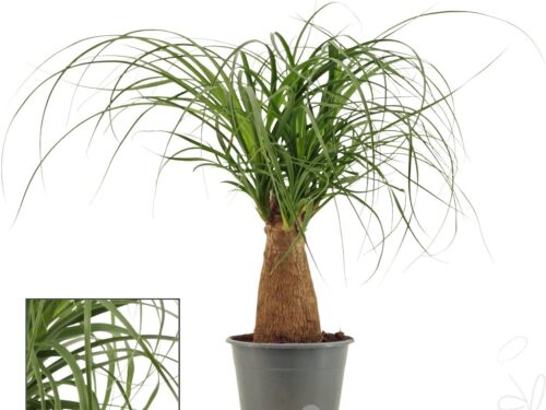 Beaucarnea recurvata