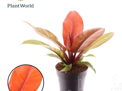 Philodendron -Prince Of Orange-