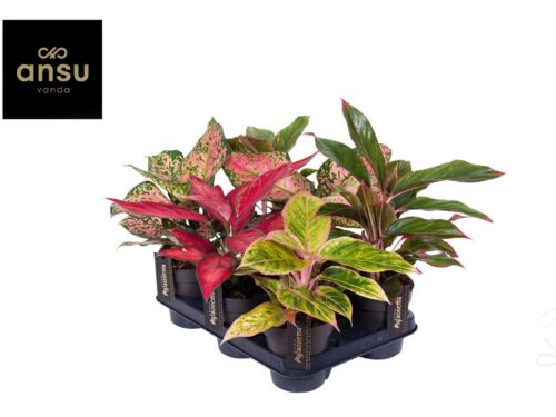 Aglaonema sonstig Colour Mix