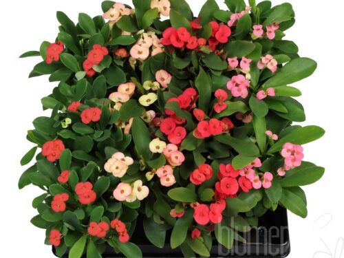 Euphorbia (Milii Grp) gemischt 2 Farben