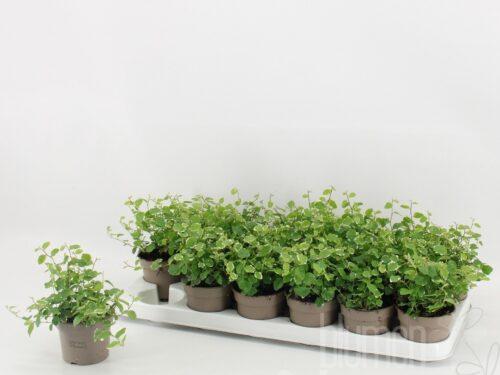 Ficus pumila -White Sunny-