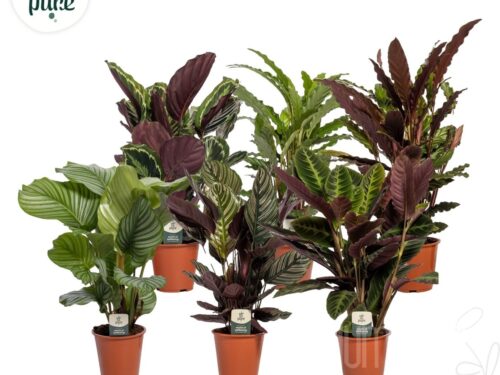 Calathea gemischt
