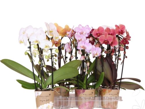 Phalaenopsis Elegant Cascade Mixed
