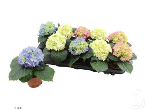 Hydrangea macrophylla gemischt