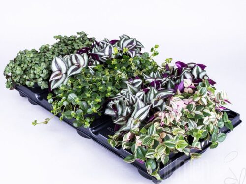 Tradescantia mix Container