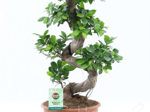 Ficus microcarpa Ginseng
