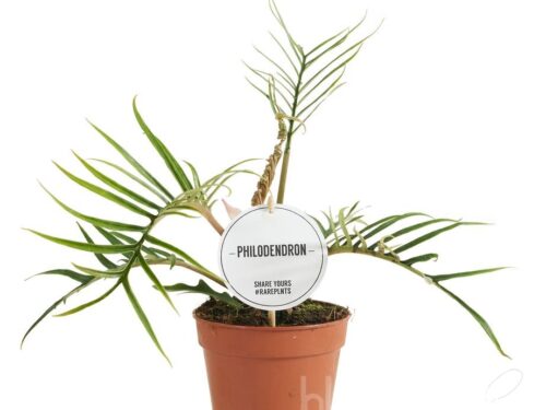 Philodendron sonstig Tortum